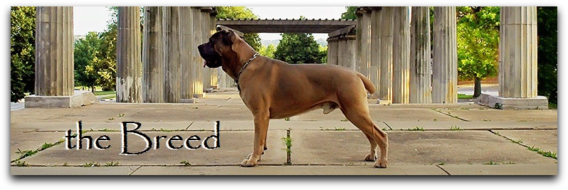 Cane Corso the breed
