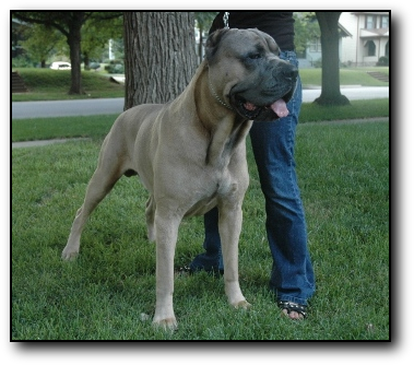 cane corso color formentino