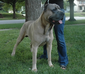 beige cane corso